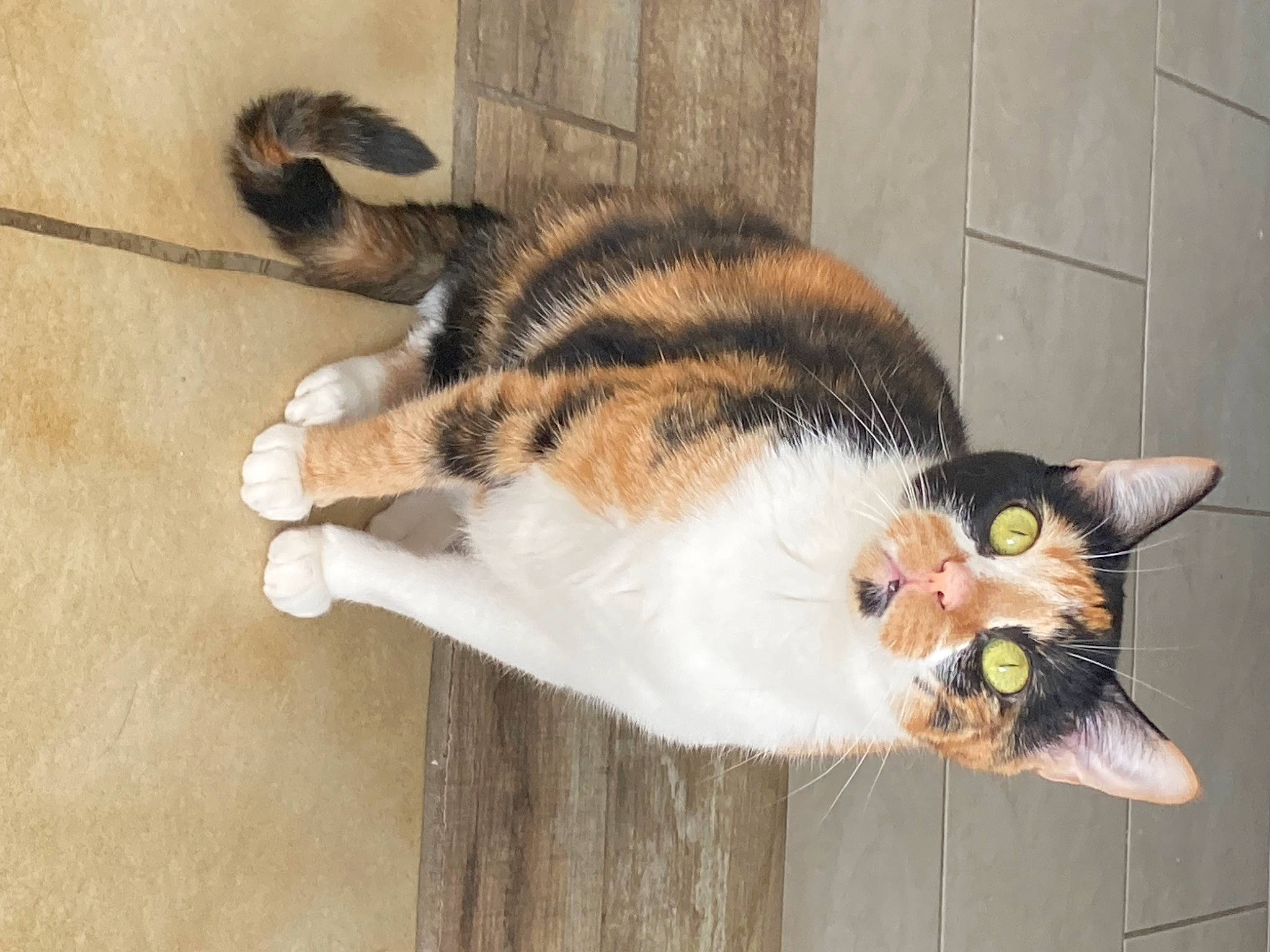 Harley a rejoint le concours — aidez-le/la à gagner de superbes lots ! carnivore, cat, claw, domestic_short_haired_cat, eye, felidae, flooring, fur, hardwood, head, leg, paw, plant, small_to_medium_sized_cats, snout, tail, terrestrial_animal, whiskers, window, wood