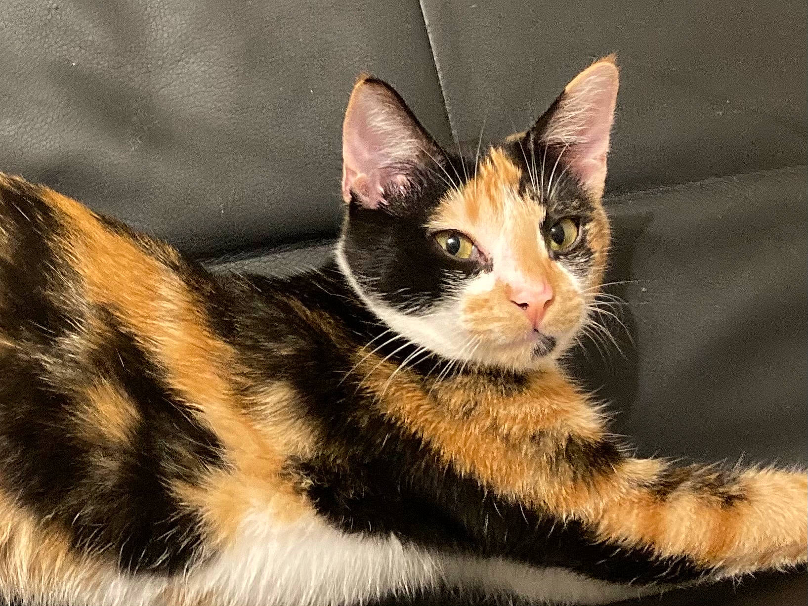 Harley a rejoint le concours — aidez-le/la à gagner de superbes lots ! carnivore, cat, claw, domestic_short_haired_cat, felidae, fur, iris, paw, sitting, small_to_medium_sized_cats, snout, tail, terrestrial_animal, tree, whiskers, wildlife