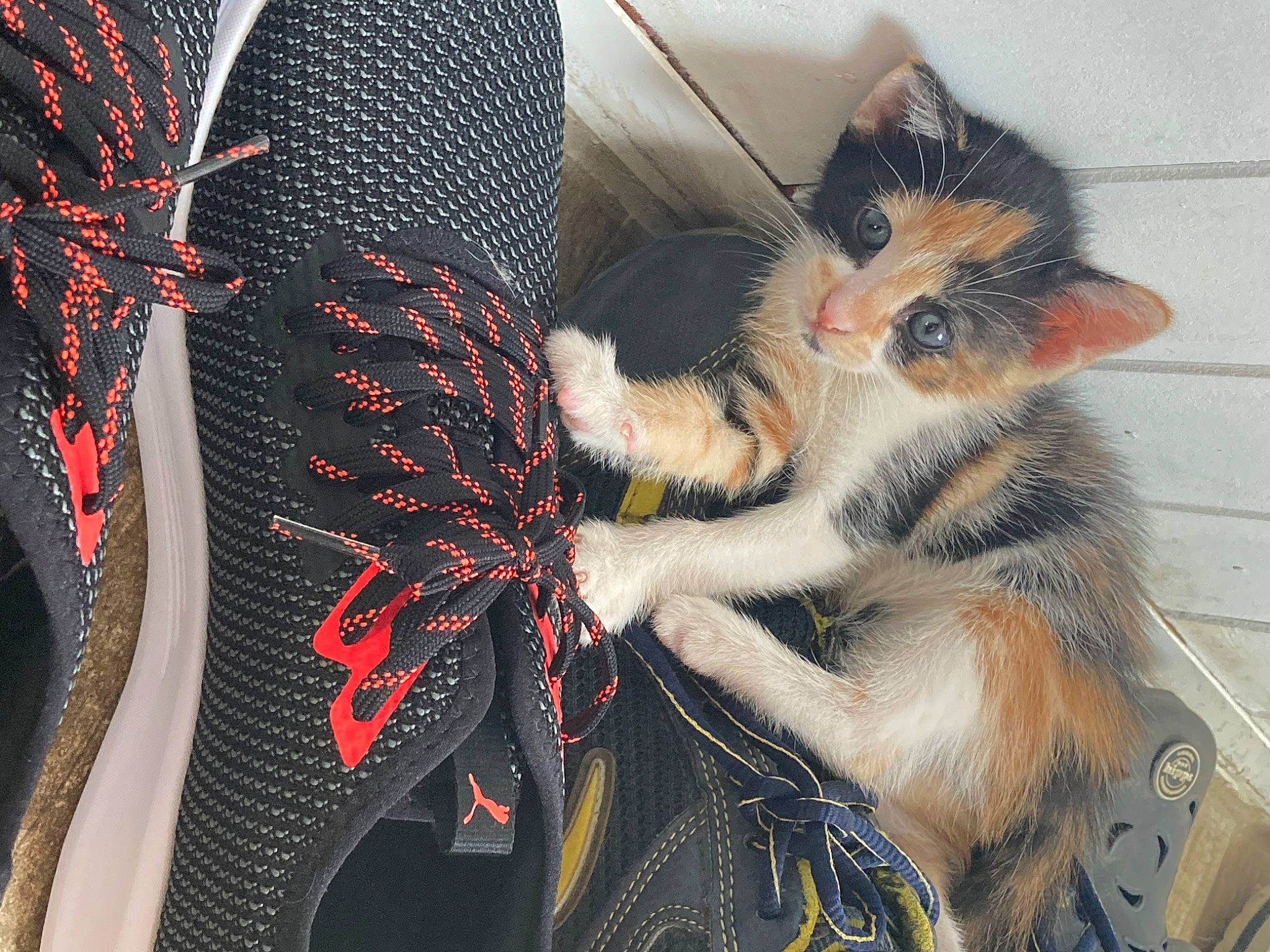 Harley a rejoint le concours — aidez-le/la à gagner de superbes lots ! black_hair, carmine, carnivore, cat, claw, domestic_short_haired_cat, eyelash, fashion_accessory, fawn, felidae, foot, fur, headgear, pattern, paw, small_to_medium_sized_cats, tail, visual_arts, whiskers, wing