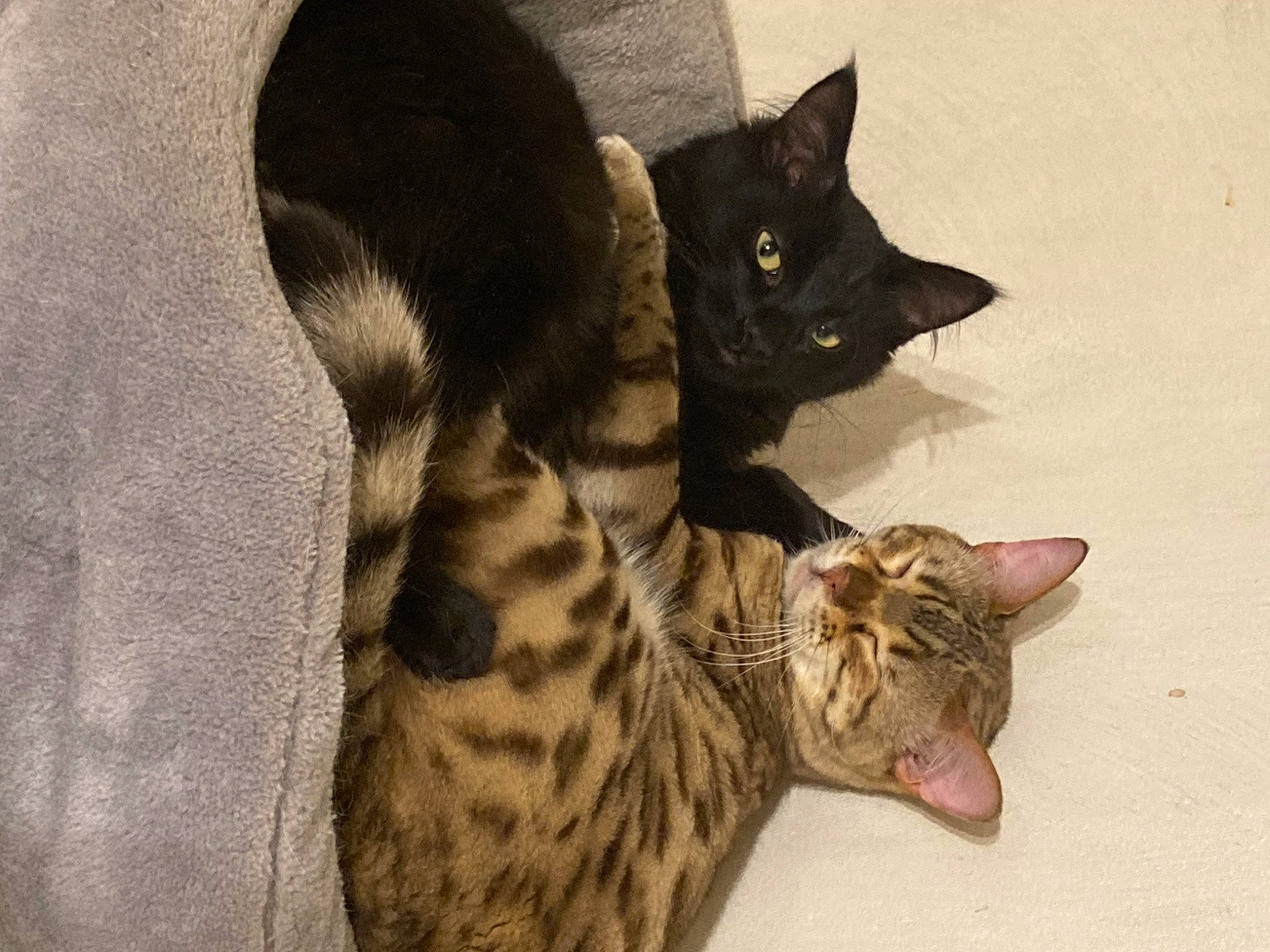 Twister participe au concours pour gagner de l'argent avec cette photo : black_cat, carnivore, cat, claw, comfort, domestic_short_haired_cat, ear, felidae, foot, fur, pattern, paw, small_to_medium_sized_cats, snout, tail, terrestrial_animal, whiskers