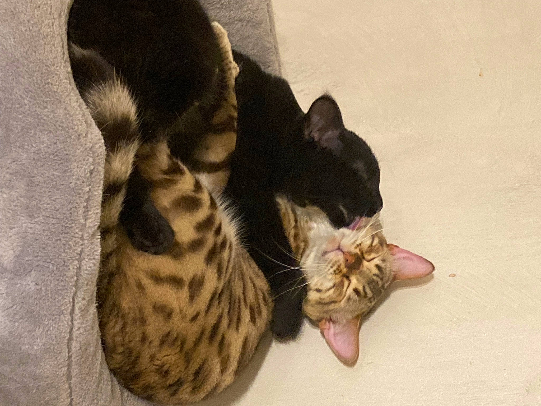 Twister a rejoint le concours — aidez-le/la à gagner de superbes lots ! carnivore, cat, claw, comfort, domestic_short_haired_cat, ear, fawn, felidae, foot, fur, paw, plant, sand, small_to_medium_sized_cats, snout, tail, terrestrial_animal, whiskers, wood