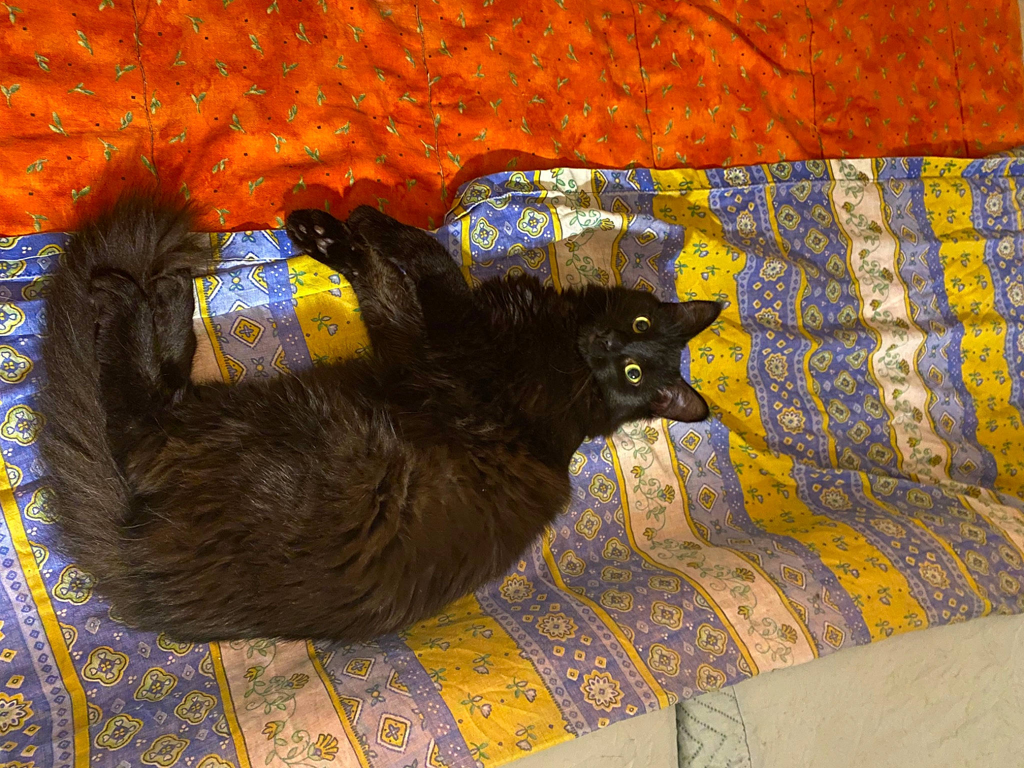 Twister a rejoint le concours — aidez-le/la à gagner de superbes lots ! black_cat, blanket, carnivore, cat, claw, comfort, domestic_short_haired_cat, electric_blue, felidae, flooring, fur, linens, pattern, plaid, small_to_medium_sized_cats, tail, terrestrial_animal, textile, whiskers, woven_fabric