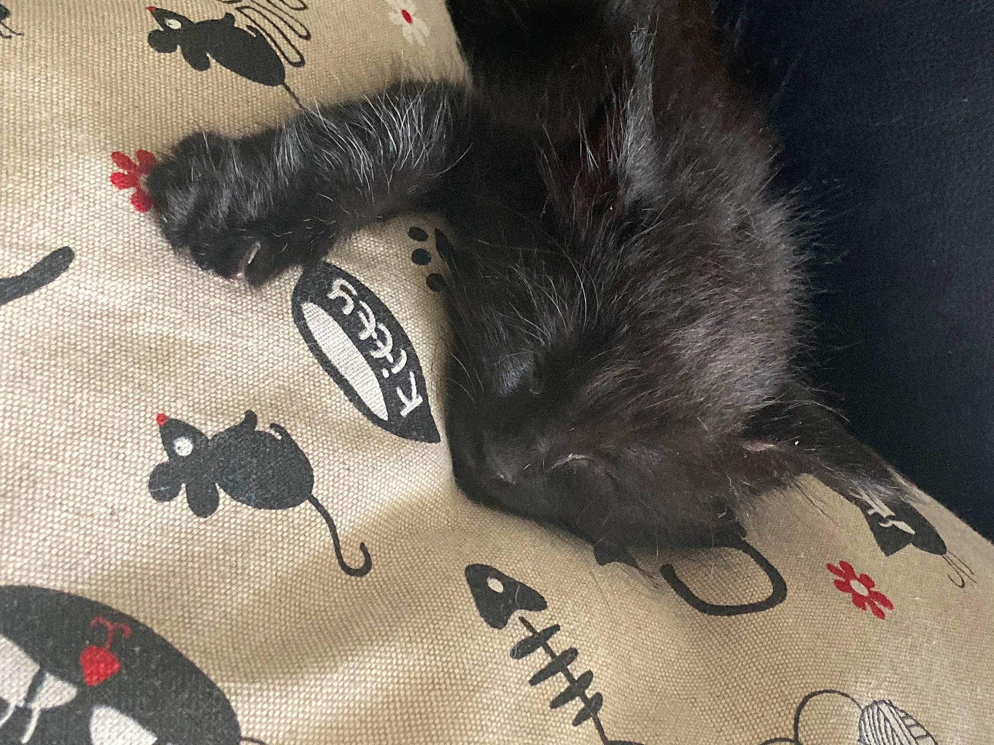 Twister participe au concours pour gagner de l'argent avec cette photo : black, black_cat, carmine, carnivore, cat, claw, comfort, companion_dog, dog_breed, domestic_short_haired_cat, fashion_accessory, felidae, foot, fur, gesture, paw, small_to_medium_sized_cats, snout, tail, whiskers