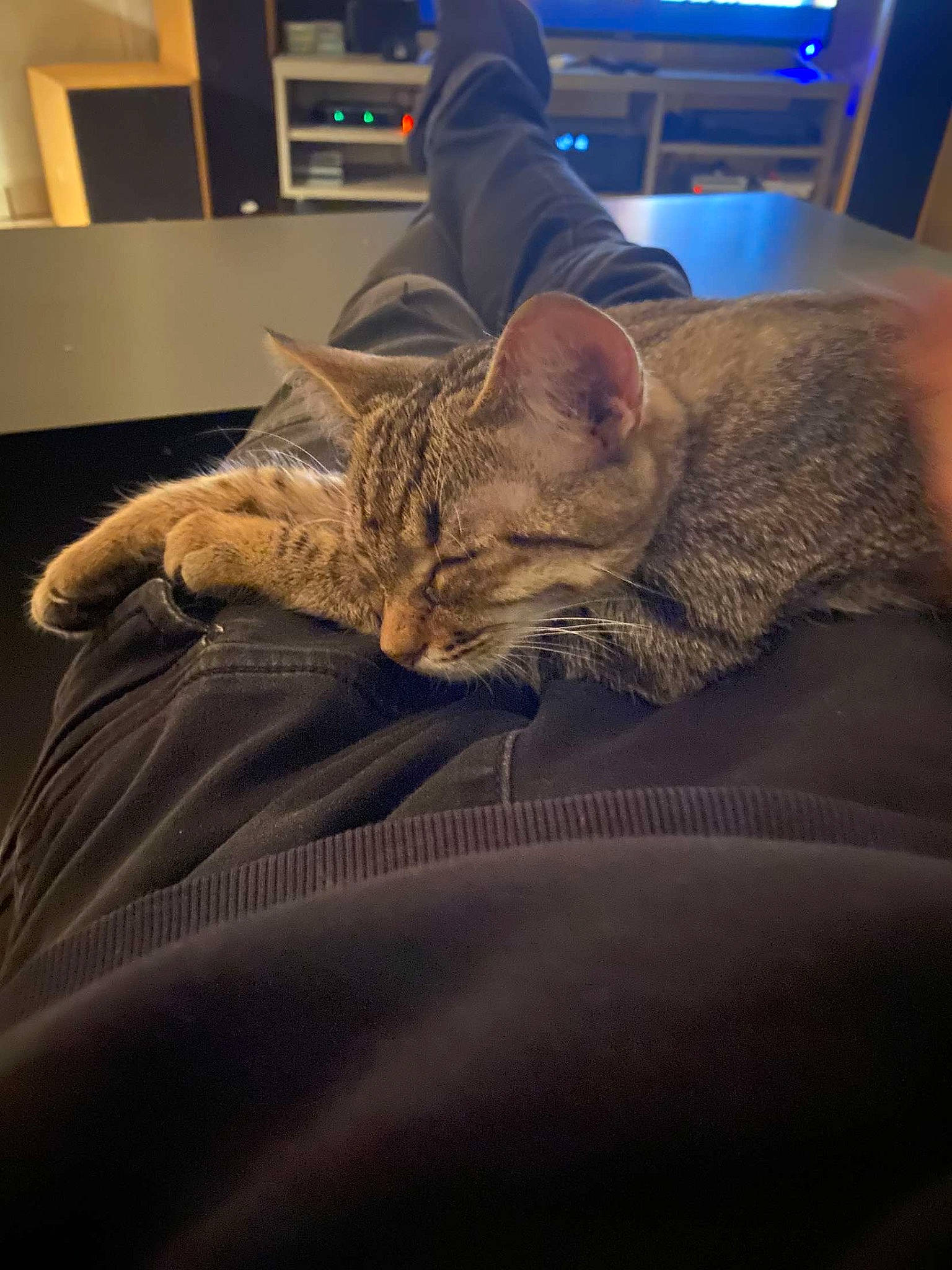 Floki a rejoint le concours — aidez-le/la à gagner de superbes lots ! bed, bedding, carnivore, cat, comfort, couch, domestic_short_haired_cat, felidae, fur, human_leg, lap, leg, linens, nap, paw, room, sitting, small_to_medium_sized_cats, snout, whiskers