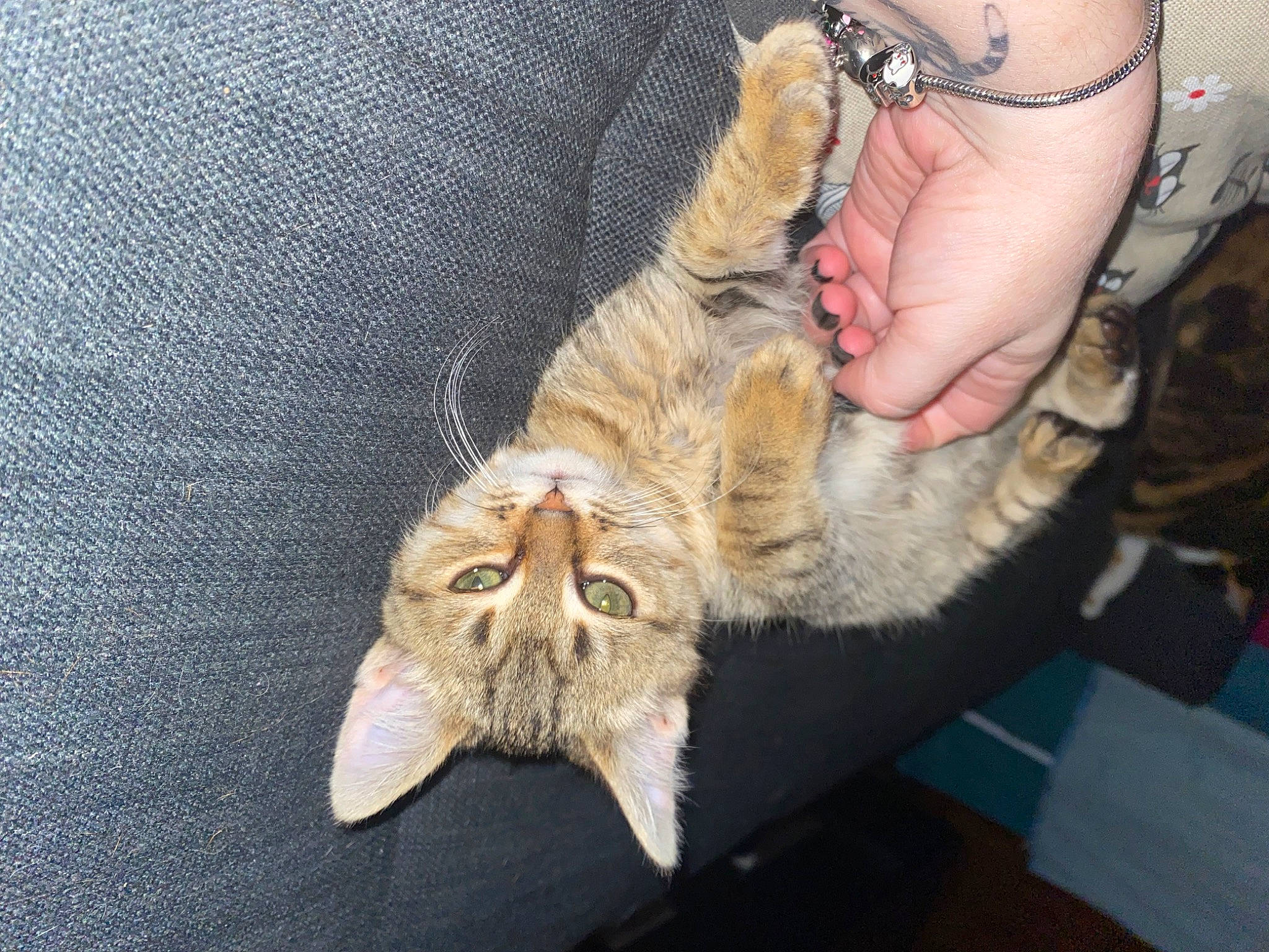 Floki a rejoint le concours — aidez-le/la à gagner de superbes lots ! canidae, carnivore, cat, claw, comfort, domestic_short_haired_cat, eye, fawn, felidae, foot, fur, hat, paw, plant, small_to_medium_sized_cats, snout, sporting_group, tail, whiskers, wildlife