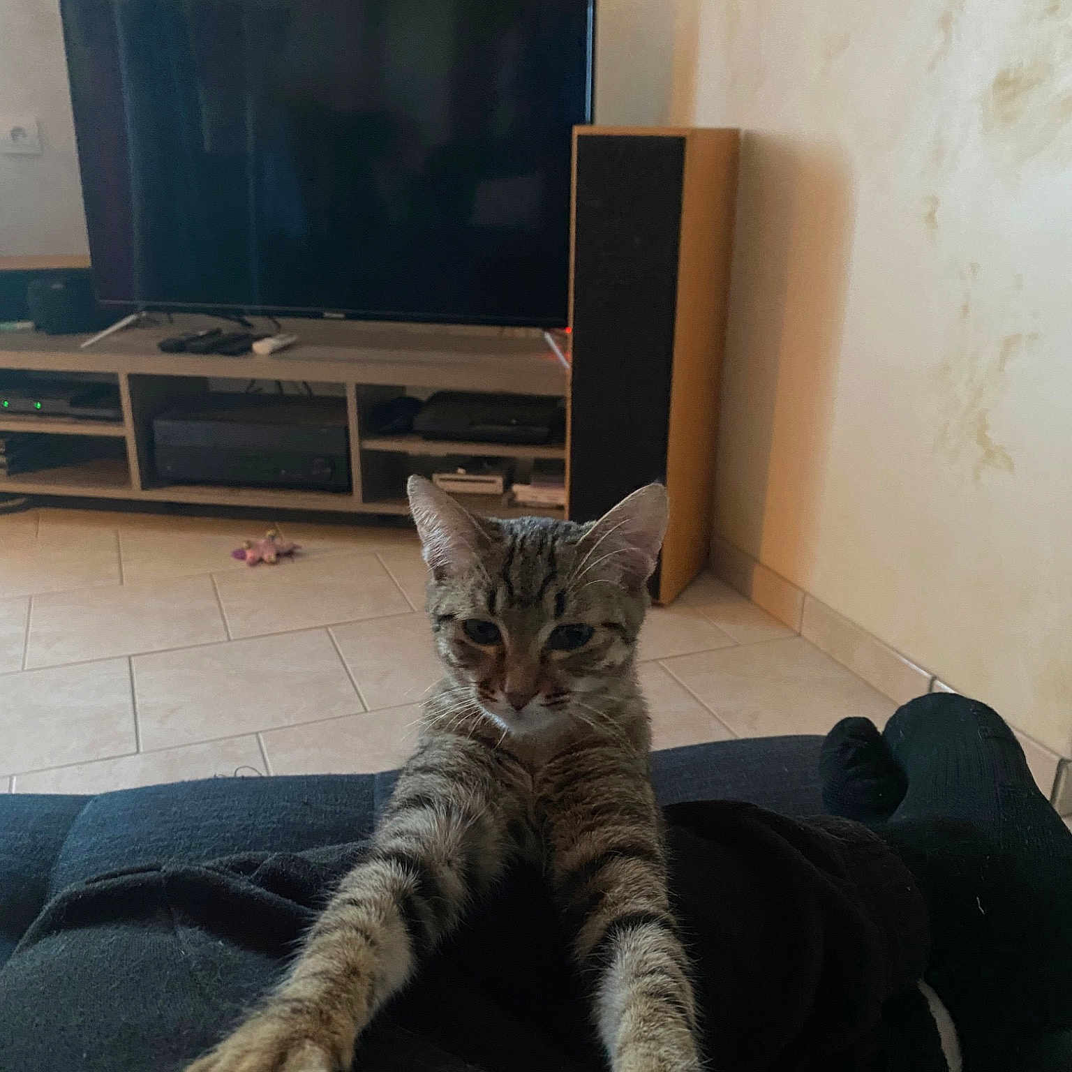 Floki