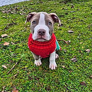 Atlas participe au concours pour gagner de l'argent avec cette photo : adorable, animal, cute, dog, ears, fall, grass, green, leaves, looking_up, nature, outdoor, pet, puppy, red, sitting, snout, sweater, water, young
