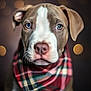 Atlas participe au concours pour gagner de l'argent avec cette photo : animal, bandana, blurred_background, bokeh, brown, close_up, cute, dog, ears, eyes, fur, indoor, nose, pattern, pet, plaid, portrait, puppy, soft_lighting, white