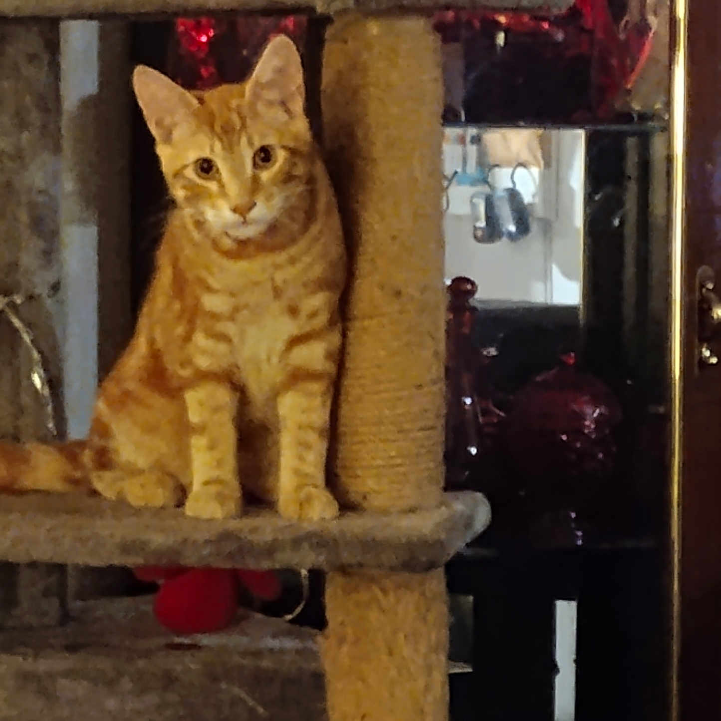 Rooty joined the competition — help win amazing prizes! animal, carpeted, cat, cat_tree, curious, domestic, ears, eyes, feline, furniture, household_items, indoor, looking, orange_tabby, perched, pet, reflection, sitting, whiskers, window