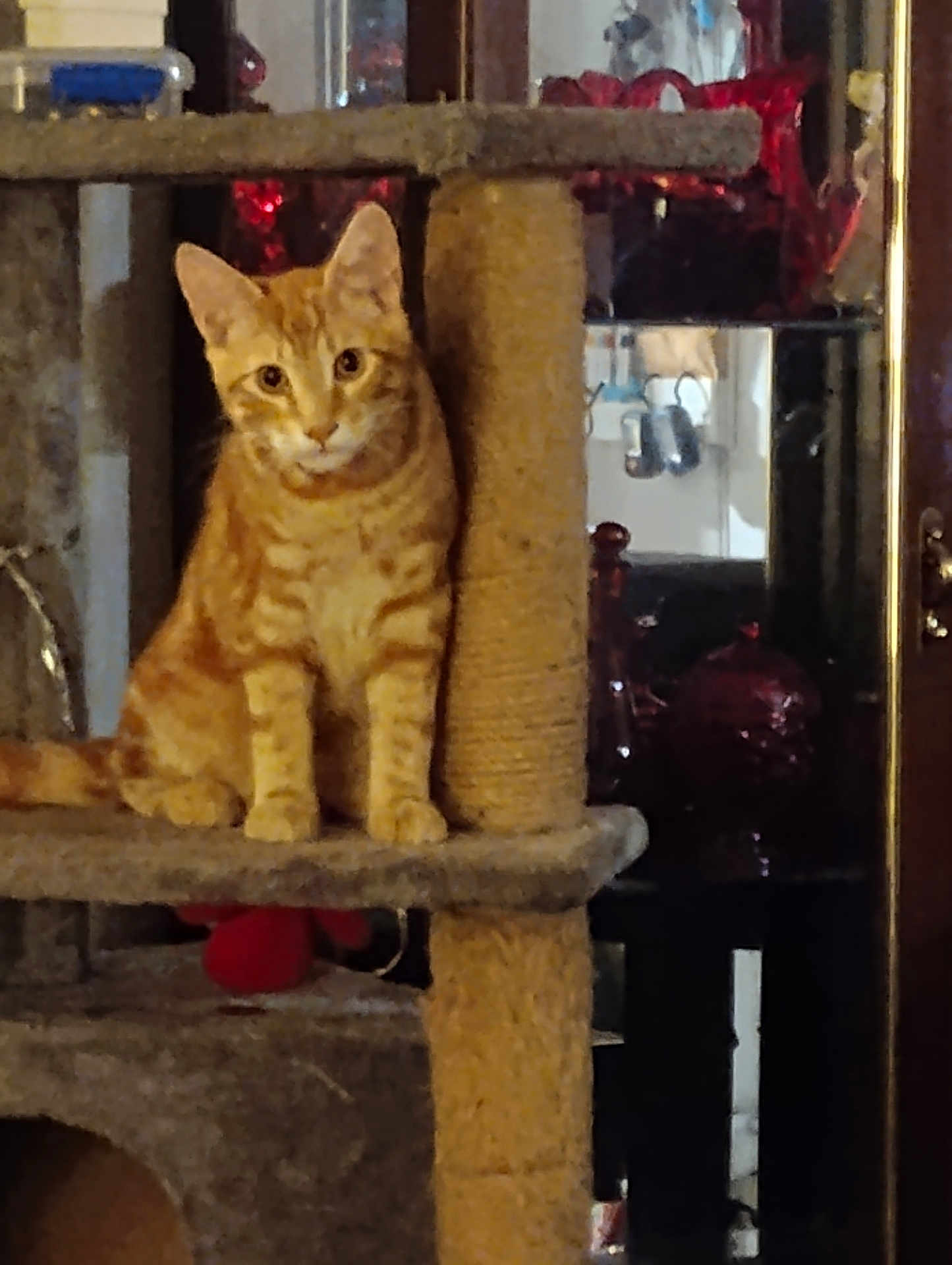Rooty joined the competition — help win amazing prizes! cat, orange_tabby, cat_tree, indoor, pet, feline, curious, carpeted, perched, household_items, furniture, reflection, window, animal, domestic, sitting, looking, ears, whiskers, eyes