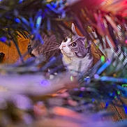 Diamond is registered to the contest to win money with this photo: animal, background_blur, blur, cat, christmas_tree, closeup, colorful, curious, decorations, domestic_animal, eyes, feline, festive, holiday, indoor, pet, playful, soft_focus, whiskers, wood_floor