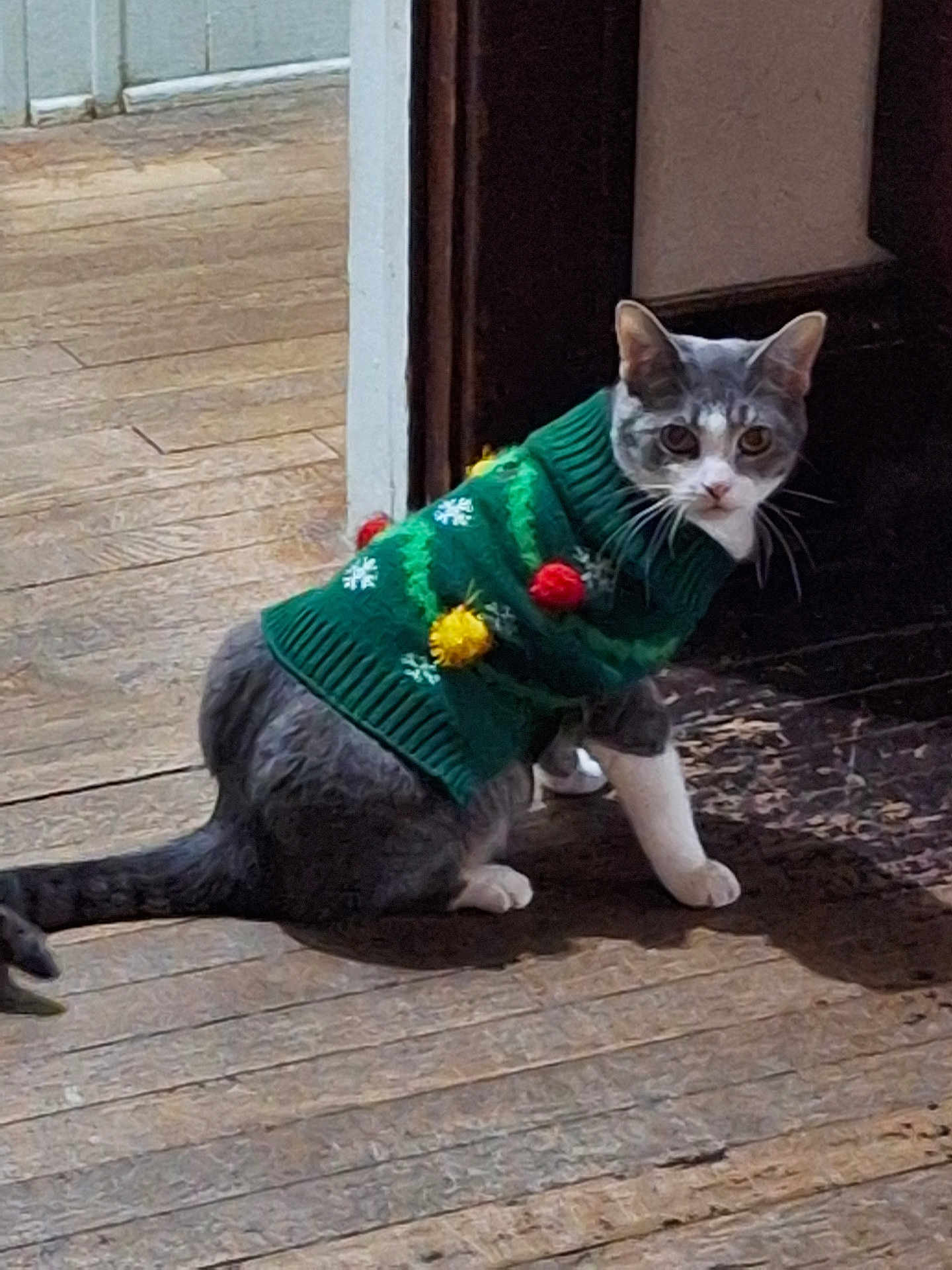 Diamond joined the competition — help win amazing prizes! cat, gray_cat, white_paws, sweater, green_sweater, pom_poms, snowflake_pattern, indoor, wooden_floor, doorway, pet, animal, curious, sitting, feline, holiday, festive, cozy, cute, domestic