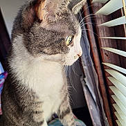 Diamond joined the competition — help win amazing prizes! cat, tabby_cat, white_paws, whiskers, window, wooden_blinds, indoor, curious, side_view, pet, feline, natural_light, close_up, soft_light, domestic_animal, animal, fur, looking_out, cozy, contemplative