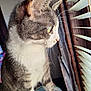 cat, tabby_cat, white_paws, whiskers, window, wooden_blinds, indoor, curious, side_view, pet, feline, natural_light, close_up, soft_light, domestic_animal, animal, fur, looking_out, cozy, contemplative