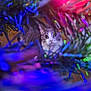 Diamond is registered to the contest to win money with this photo: animal, blur, cat, christmas_tree, closeup, colorful, curious, decorations, domestic_cat, eyes, festive, fur, greenery, holiday, indoor, lights, pet, playful, whiskers, wood_floor