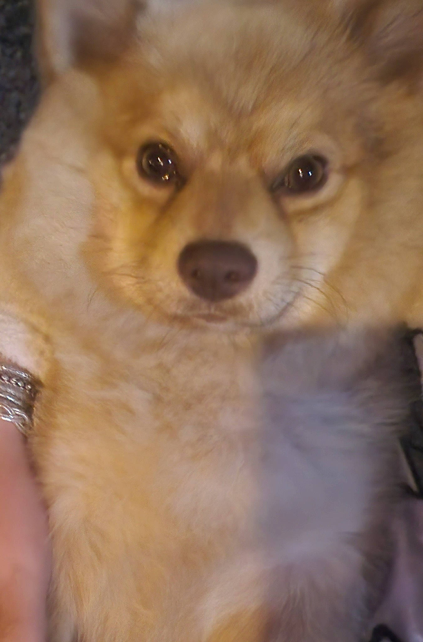 Chipeur a rejoint le concours — aidez-le/la à gagner de superbes lots ! canidae, carnivore, companion_dog, dog, dog_breed, ear, fawn, fur, german_spitz_klein, german_spitz_mittel, non_sporting_group, puppy, snout, spitz, sporting_group, toy_dog, volpino_italiano, watch, whiskers, working_animal