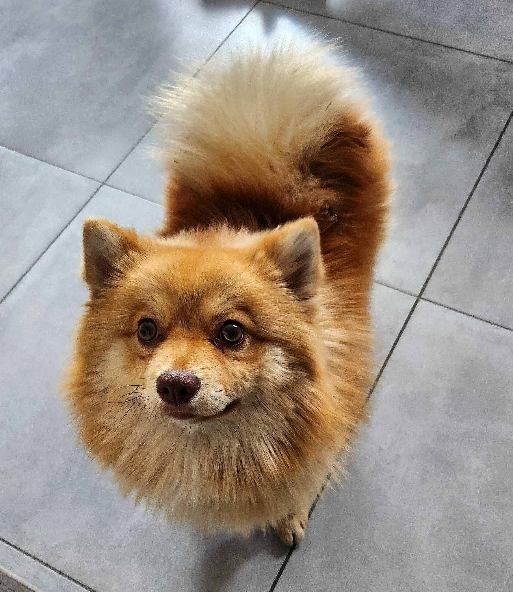 Chipeur a rejoint le concours — aidez-le/la à gagner de superbes lots ! canidae, carnivore, companion_dog, dog, dog_breed, fawn, fur, german_spitz, german_spitz_klein, german_spitz_mittel, snout, spitz, sporting_group, tail, terrestrial_animal, tile_flooring, toy_dog, volpino_italiano, whiskers, working_animal