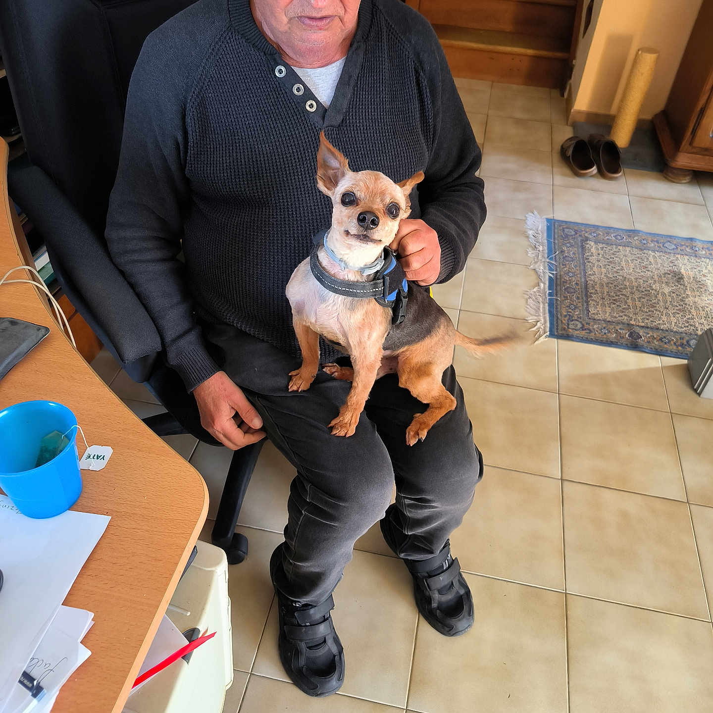 Titou a rejoint le concours — aidez-le/la à gagner de superbes lots ! elderly_man, glasses, sweater, sitting, chair, small_dog, dog_harness, indoor, tiled_floor, rug, slippers, staircase, desk, papers, blue_cup, hand, looking_at_camera, person, pet, home