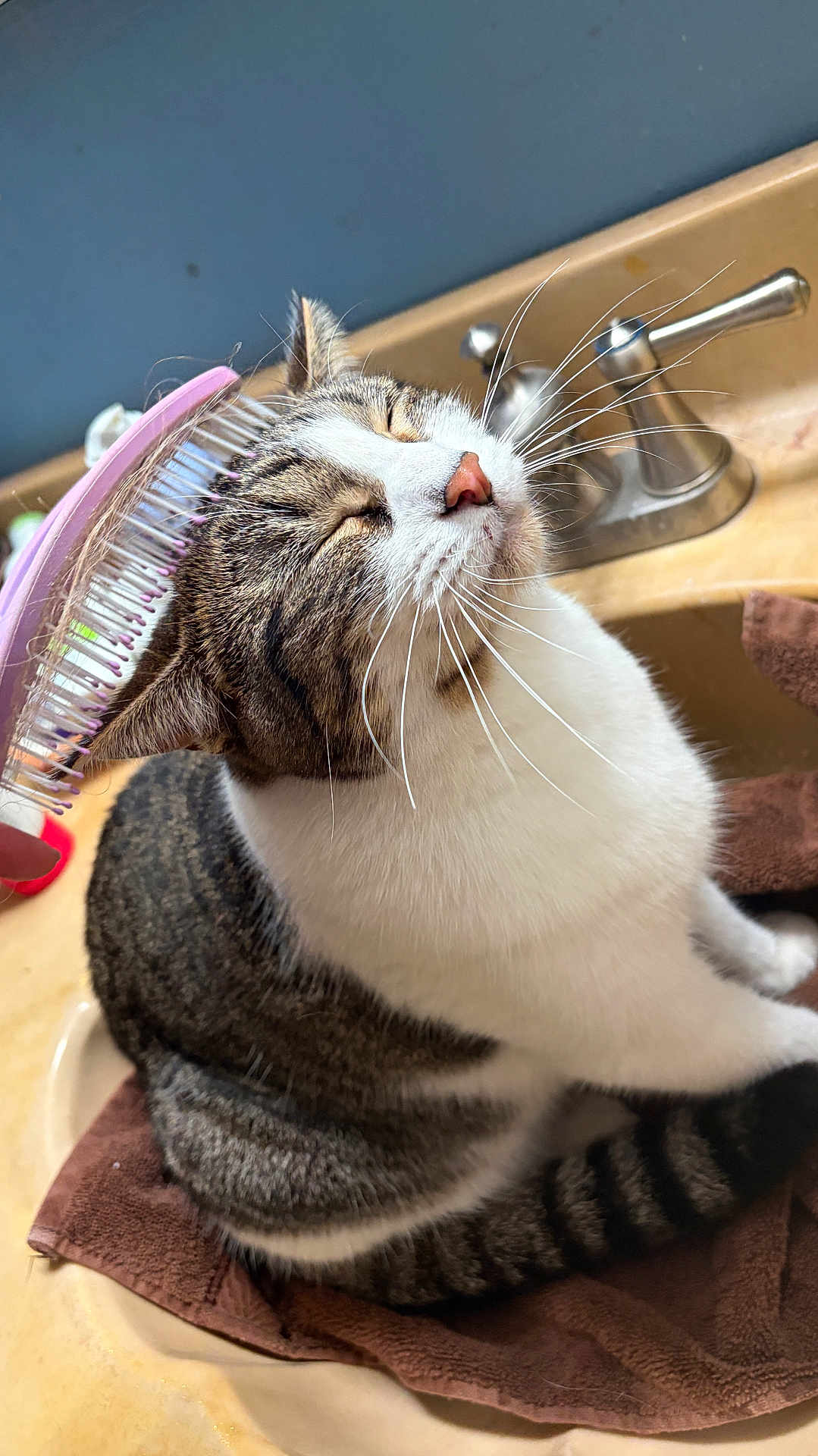 Nova is registered to the contest to win money with this photo: cat, tabby, pet, whiskers, brush, grooming, sink, faucet, towel, bathroom, pink_brush, white_fur, relaxed, close_up, portrait, indoor, content, fur_pattern, sitting, cute
