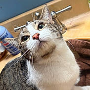 Nova is registered to the contest to win money with this photo: cat, tabby_cat, whiskers, feline, portrait, close_up, indoor, sink, faucet, towel, countertop, bottle, curious, eyes, nose, ears, white_fur, striped, pet, sitting