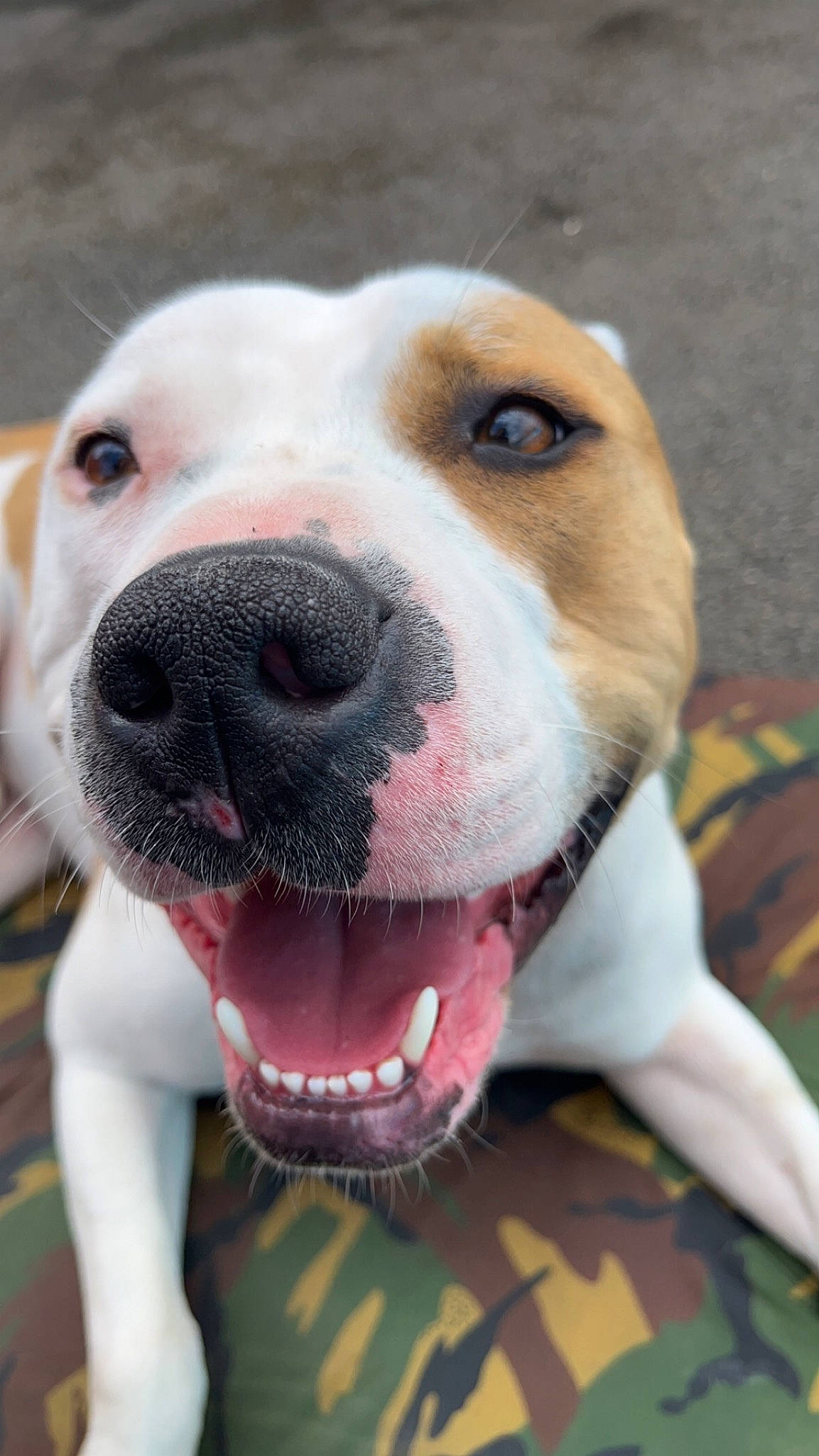 Boris is registered to the contest to win money with this photo: canidae, carnivore, collar, companion_dog, dog, dog_breed, dog_collar, dog_supply, fang, fawn, fur, leash, liver, non_sporting_group, pet_supply, snout, sporting_group, whiskers, working_animal, working_dog