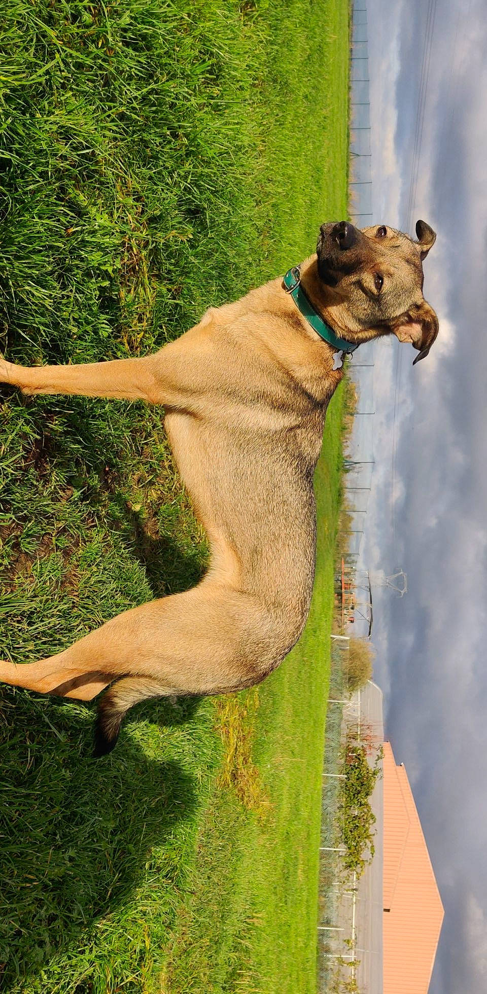 Roxy a rejoint le concours — aidez-le/la à gagner de superbes lots ! big_cats, canidae, carnivore, collar, dog, dog_breed, fang, fawn, felidae, fur, grass, liver, plant, small_to_medium_sized_cats, snout, sporting_group, tail, terrestrial_animal, whiskers, wildlife