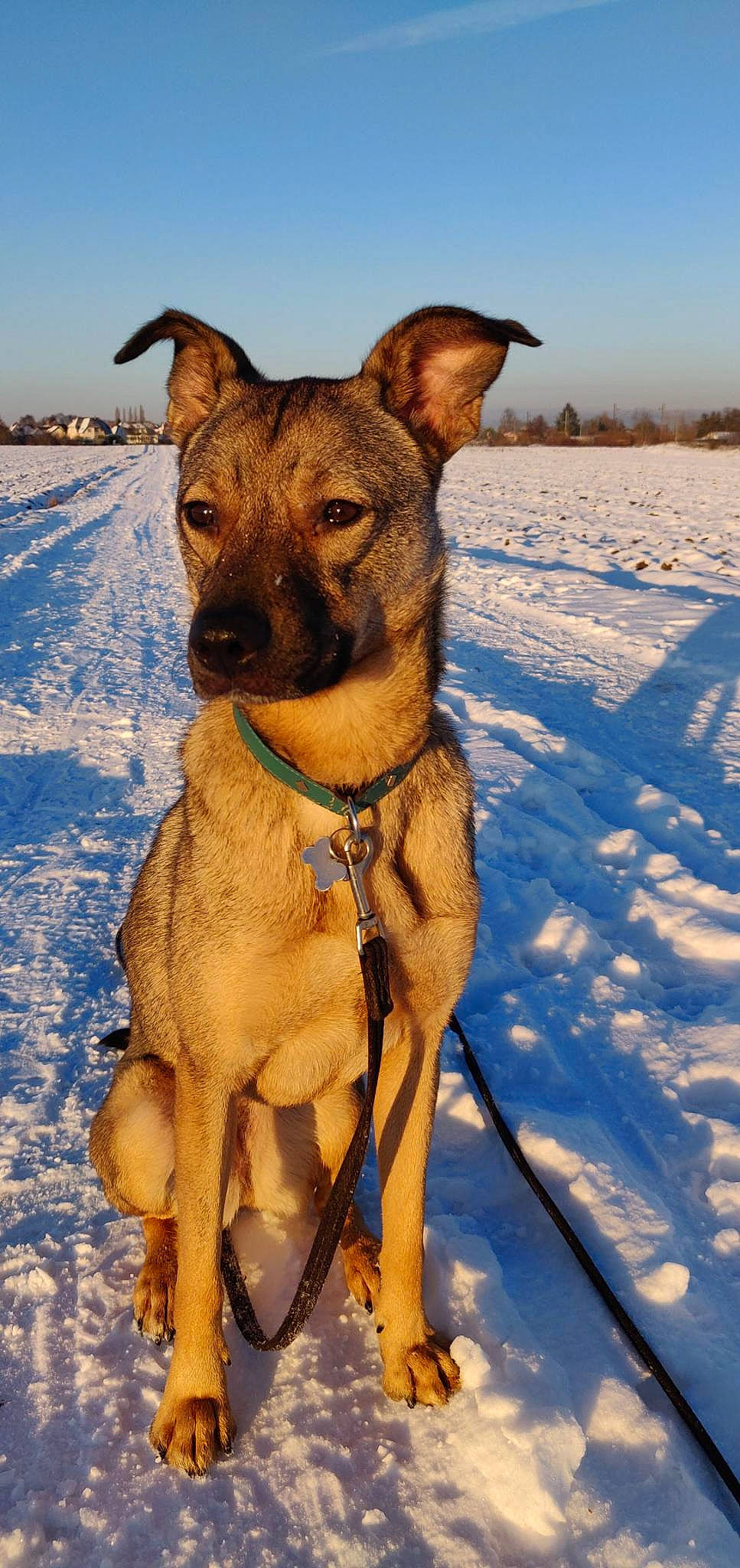 Roxy participe au concours pour gagner de l'argent avec cette photo : canidae, carnivore, collar, companion_dog, dog, dog_breed, dog_collar, dog_supply, fawn, hunting_dog, landscape, pet_supply, sky, snout, snow, sporting_group, terrestrial_animal, winter, working_animal, working_dog