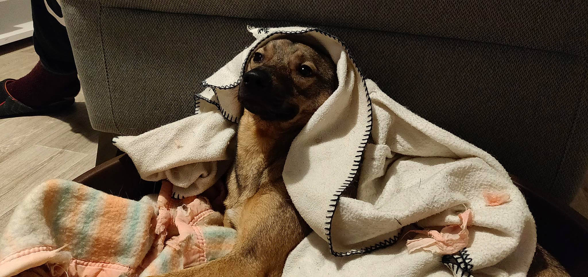 Roxy participe au concours pour gagner de l'argent avec cette photo : canidae, carnivore, comfort, companion_dog, dog, dog_breed, dog_supply, fawn, fur, linens, non_sporting_group, pattern, pet_supply, snout, sporting_group, terrestrial_animal, toy_dog, whiskers, working_animal