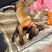 Kiara a rejoint le concours — aidez-le/la à gagner de superbes lots ! puppy, dog, sleeping, blanket, toy, ball, red_collar, furniture, cozy, indoor, relaxed, pet, brown_fur, black_fur, plush_toy, pink_blanket, couch, resting, canine, fur