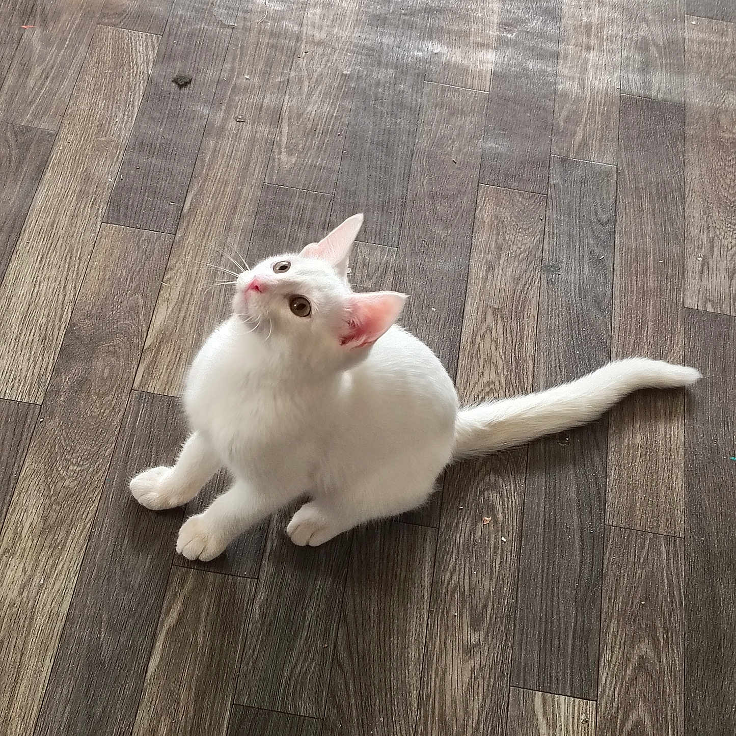 Oreo joined the competition — help win amazing prizes! animal, cat, curious, cute, domestic_cat, ears, feline, flooring, fur, indoor, kitten, looking_up, paws, pet, playful, tail, whiskers, white_cat, wooden_floor, young_cat