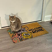 Apples is registered to the contest to win money with this photo: animal, calm, cat, cozy, cute, decor, domestic, door, feline, floor, fur, gray_cat, home, indoor, pet, shadow, sitting, spongebob, welcome_mat, whiskers