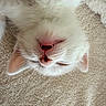 Mary participe au concours pour gagner de l'argent avec cette photo : cat, white_cat, fluffy, long_hair, fur, pink_nose, whiskers, ears, face, teeth, sleepy, upside_down, closeup, portrait, indoor, carpet, beige, pet, cute, funny