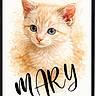 Mary a rejoint le concours — aidez-le/la à gagner de superbes lots ! cat, kitten, ginger_cat, orange_fur, blue_eyes, fluffy, animal_portrait, watercolor, illustration, framed_art, wall_art, black_frame, white_background, paint_splatter, handwritten_text, mary, cute, feline, decor, portrait