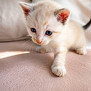 Mary a rejoint le concours — aidez-le/la à gagner de superbes lots ! kitten, cat, cream_fur, blue_eyes, fluffy, pet, animal, cute, young_cat, whiskers, ears, paws, indoor, bed, bedding, soft_surface, closeup, portrait, warm_lighting, crawling