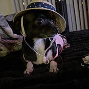 Dottie is registered to the contest to win money with this photo: dog, small_dog, black_dog, white_paws, straw_hat, hat, pet, indoor, bed, blanket, fairy_lights, vertical_blinds, looking_away, cute, animal, domestic_animal, cozy, dark_background, resting, curious