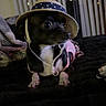 dog, small_dog, black_dog, white_paws, straw_hat, hat, pet, indoor, bed, blanket, fairy_lights, vertical_blinds, looking_away, cute, animal, domestic_animal, cozy, dark_background, resting, curious