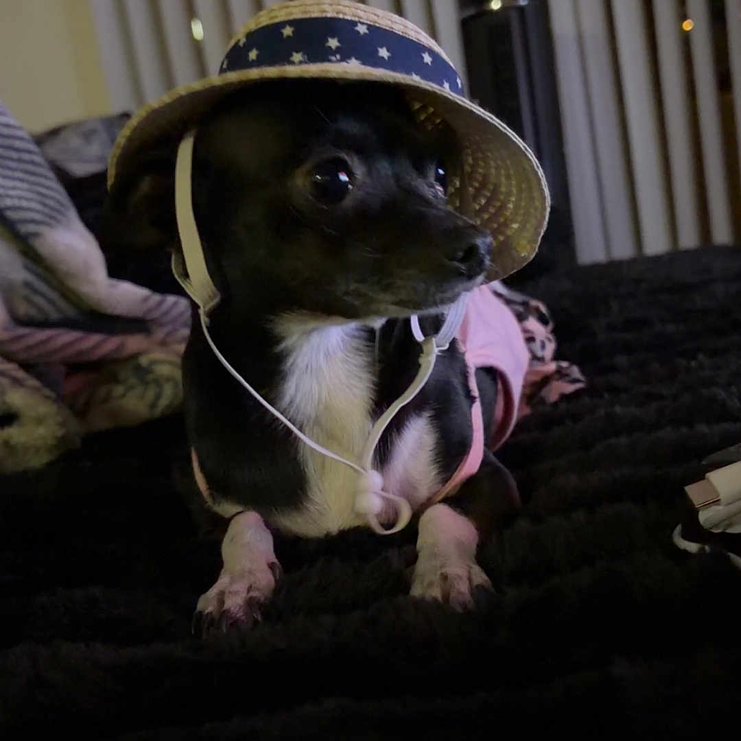 Dottie is registered to the contest to win money with this photo: dog, small_dog, black_dog, white_paws, straw_hat, hat, pet, indoor, bed, blanket, fairy_lights, vertical_blinds, looking_away, cute, animal, domestic_animal, cozy, dark_background, resting, curious
