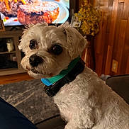 Leo is registered to the contest to win money with this photo: dog, small_dog, white_dog, pet, collar, living_room, couch, wooden_wall, television, food_on_tv, indoor, furniture, carpet, cozy, curious, close_up, domestic_animal, companion, house, relaxed
