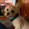 dog, small_dog, white_dog, pet, collar, living_room, couch, wooden_wall, television, food_on_tv, indoor, furniture, carpet, cozy, curious, close_up, domestic_animal, companion, house, relaxed