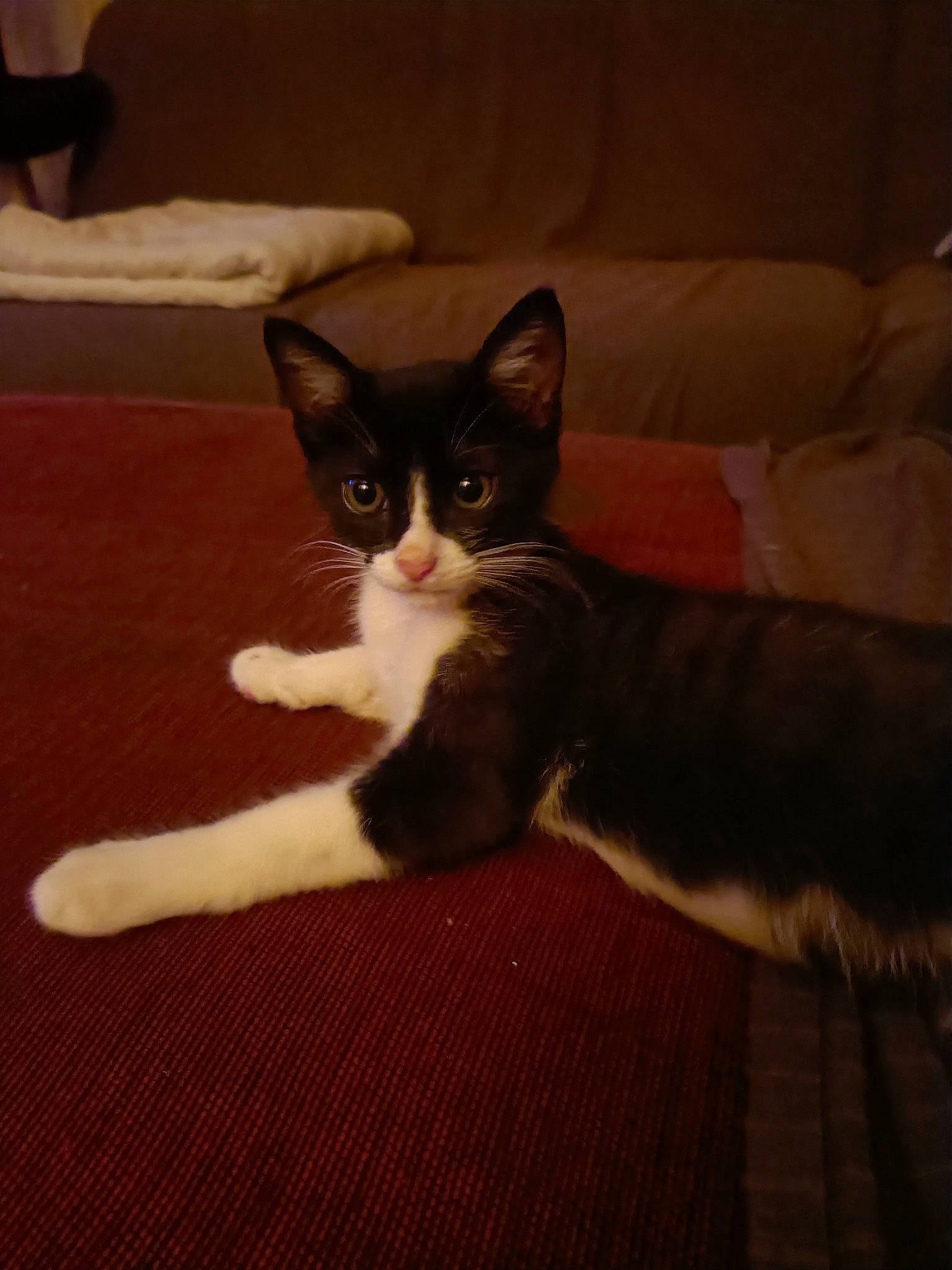 Guismo a rejoint le concours — aidez-le/la à gagner de superbes lots ! carnivore, cat, comfort, couch, domestic_short_haired_cat, felidae, floor, flooring, foot, fur, grey, hardwood, human_leg, paw, room, small_to_medium_sized_cats, snout, tail, whiskers, wood