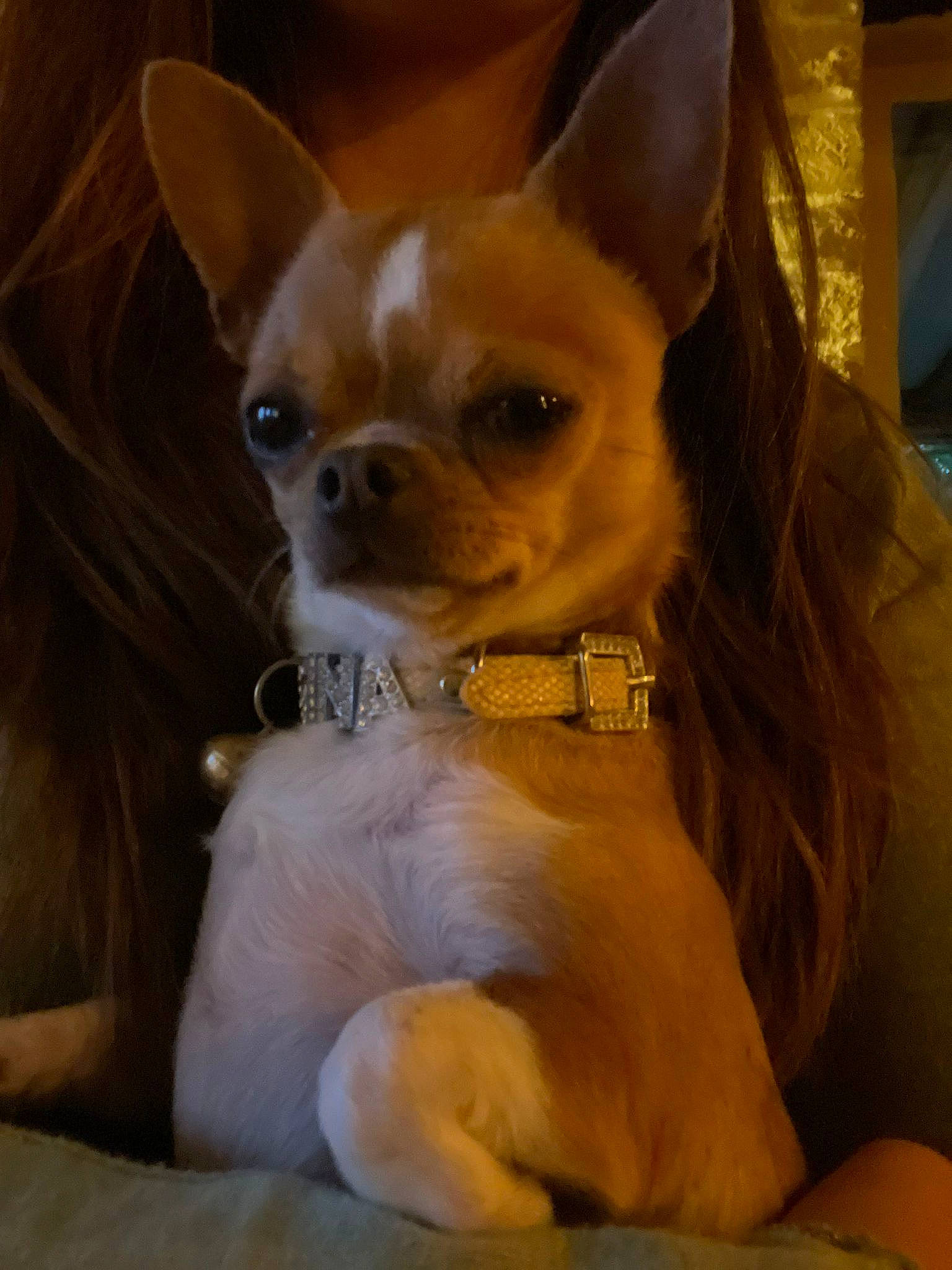 Regîna participe au concours pour gagner de l'argent avec cette photo : canidae, carnivore, chihuahua, companion_dog, corgi_chihuahua, dog, dog_breed, dog_supply, ear, fawn, fur, prazsky_krysarik, russkiy_toy, snout, sporting_group, terrestrial_animal, terrier, toy_dog, whiskers, working_animal