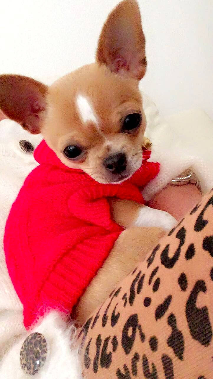 Regîna participe au concours pour gagner de l'argent avec cette photo : carmine, carnivore, chihuahua, comfort, companion_dog, dog, dog_breed, dog_supply, ear, fawn, fur, magenta, mammal, pink, red, snout, sporting_group, toy_dog, whiskers, working_animal