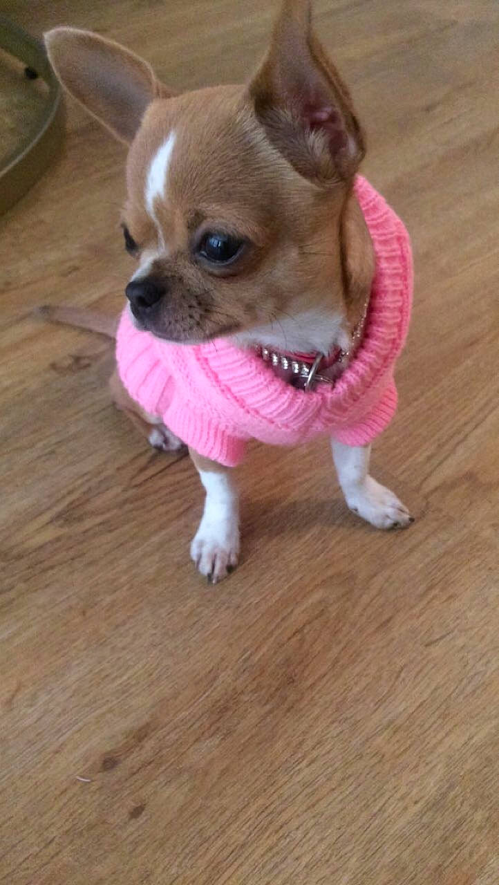 Regîna participe au concours pour gagner de l'argent avec cette photo : canidae, carnivore, chihuahua, companion_dog, dog, dog_breed, dog_clothes, dog_supply, fawn, flooring, fur, hardwood, snout, sporting_group, tail, terrestrial_animal, toy_dog, whiskers, wood, working_animal