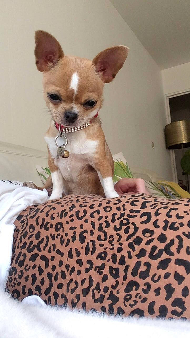 Regîna participe au concours pour gagner de l'argent avec cette photo : bed, canidae, carnivore, comfort, companion_dog, dog, dog_breed, dog_supply, ear, fawn, felidae, fur, glasses, lamp, linens, pattern, pet_supply, snout, toy_dog, whiskers