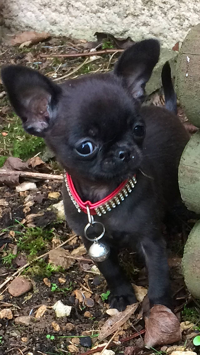 Litchi participe au concours pour gagner de l'argent avec cette photo : canidae, carnivore, chihuahua, collar, companion_dog, dog, dog_breed, ear, eye, fawn, fur, grass, head, plant, snout, sporting_group, terrestrial_animal, toy_dog, whiskers, working_animal