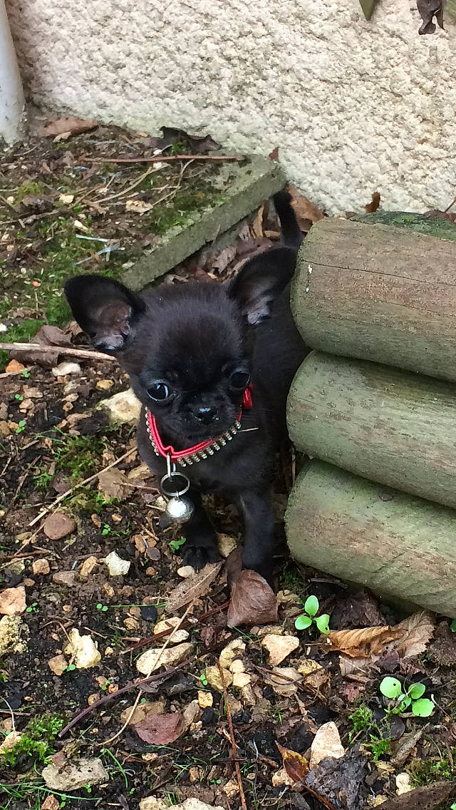 Litchi a rejoint le concours — aidez-le/la à gagner de superbes lots ! canidae, carmine, carnivore, collar, companion_dog, corgi_chihuahua, dog, dog_breed, fawn, felidae, fur, grass, non_sporting_group, plant, snout, soil, terrestrial_animal, toy_dog, whiskers, working_animal