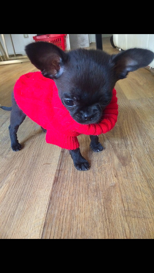 Litchi a rejoint le concours — aidez-le/la à gagner de superbes lots ! carnivore, chihuahua, companion_dog, dog, dog_breed, dog_clothes, dog_supply, ear, fashion_accessory, fawn, felidae, flooring, fur, hardwood, snout, tail, toy_dog, whiskers, wood, working_animal