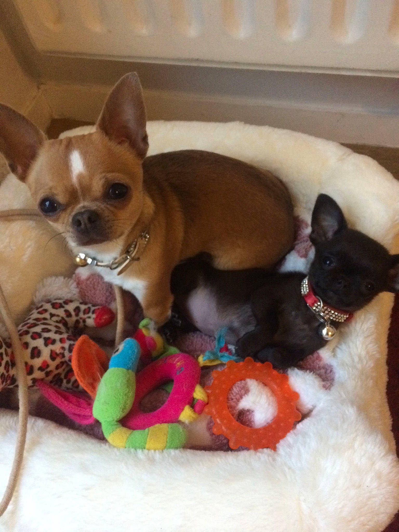 Litchi a rejoint le concours — aidez-le/la à gagner de superbes lots ! carnivore, cat_supply, chihuahua, collar, comfort, companion_dog, dog, dog_bed, dog_breed, dog_supply, fawn, felidae, mammal, pet_supply, snout, sporting_group, toy_dog, vertebrate, whiskers, working_animal