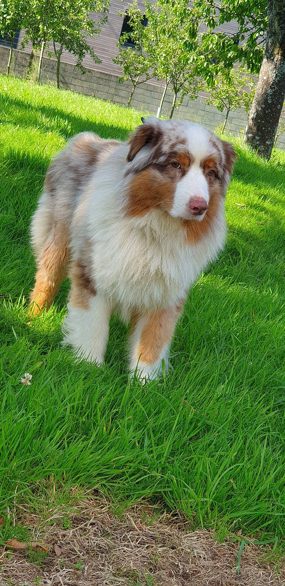 Portman a rejoint le concours — aidez-le/la à gagner de superbes lots ! border_collie, canidae, carnivore, companion_dog, dog, dog_breed, fur, grass, grassland, herding_dog, lawn, liver, plant, snout, sporting_group, terrestrial_animal, tree, whiskers, working_dog