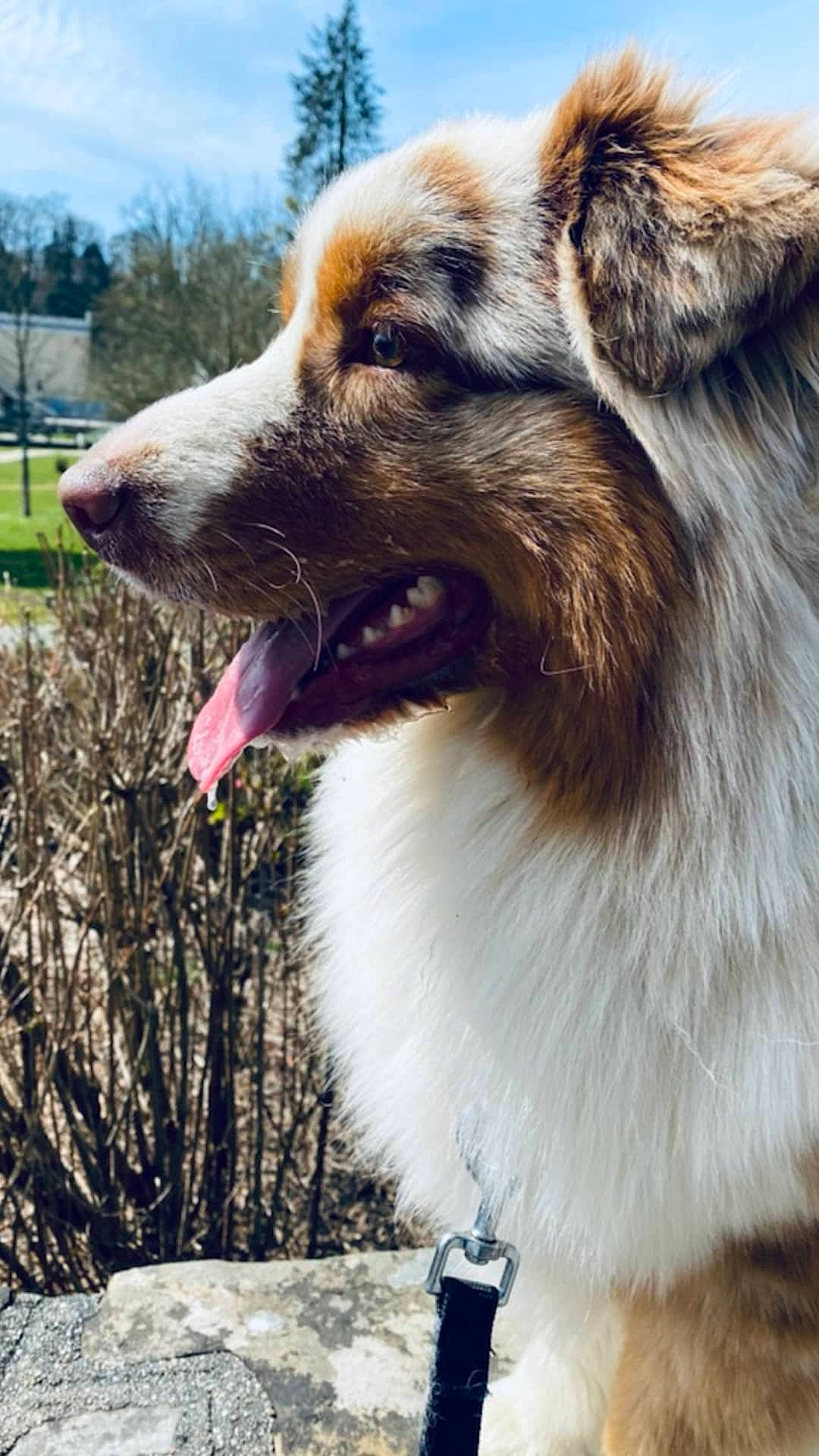 Portman participe au concours pour gagner de l'argent avec cette photo : ancient_dog_breeds, canidae, carnivore, companion_dog, dog, dog_breed, fang, fawn, fur, grass, herding_dog, jaw, plant, sky, snout, sporting_group, terrestrial_animal, tree, whiskers, working_dog